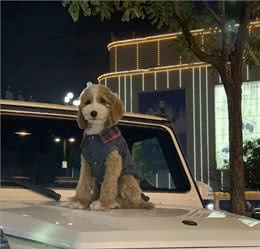 思考良久…终究还是它拿下了，不掉毛?大型犬的乐趣，简直神迹!