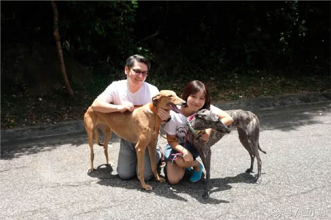 500只灵缇犬无家可归，无法迁入安置所，港澳网友表示:这是好事