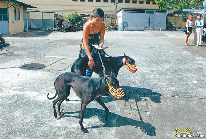 500只灵缇犬无家可归，无法迁入安置所，港澳网友表示:这是好事