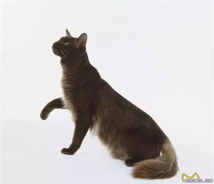 猫咪品种大盘点9:土耳其安哥拉猫