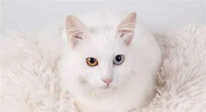 猫咪品种大盘点9:土耳其安哥拉猫