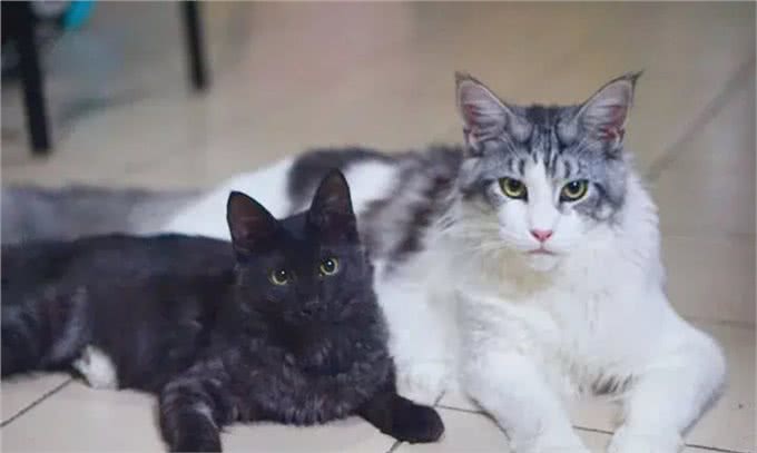 猫咪品种大盘点9:土耳其安哥拉猫