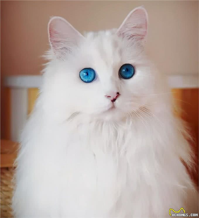 猫咪品种大盘点9:土耳其安哥拉猫