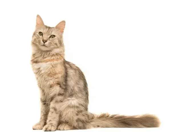 猫咪品种大盘点9:土耳其安哥拉猫