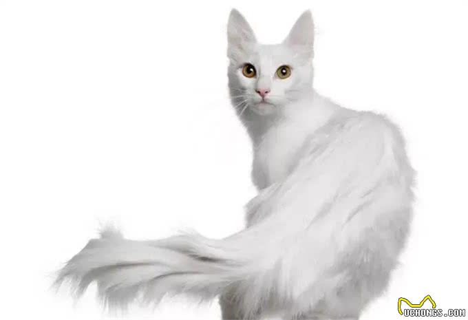 猫咪品种大盘点9:土耳其安哥拉猫