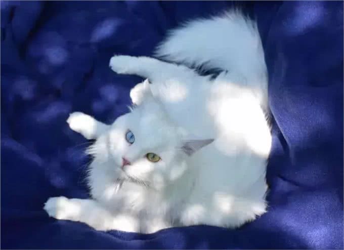 猫咪品种大盘点9:土耳其安哥拉猫