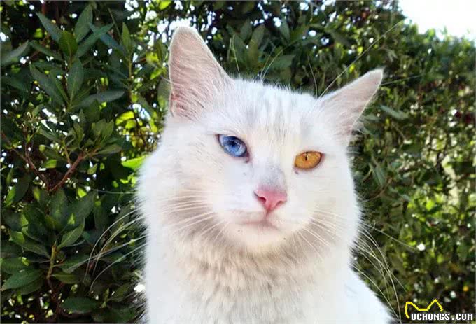 猫咪品种大盘点9:土耳其安哥拉猫