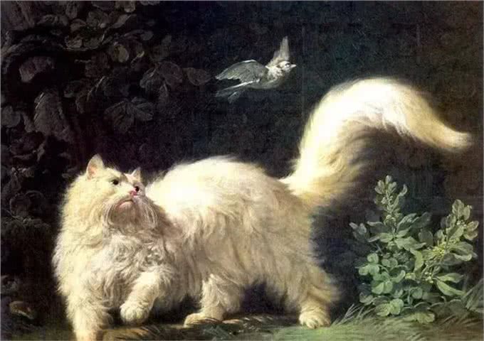 猫咪品种大盘点9:土耳其安哥拉猫