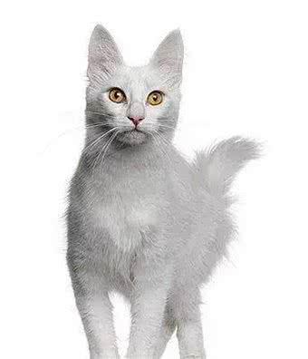 猫咪品种大盘点9:土耳其安哥拉猫