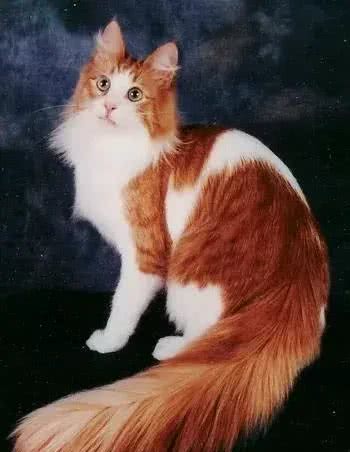 猫咪品种大盘点9:土耳其安哥拉猫