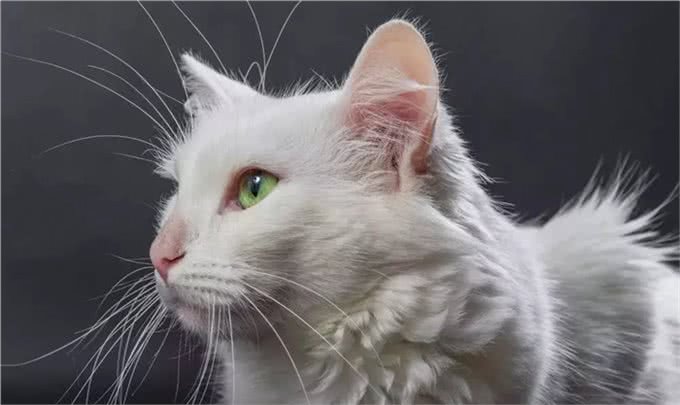 猫咪品种大盘点9:土耳其安哥拉猫