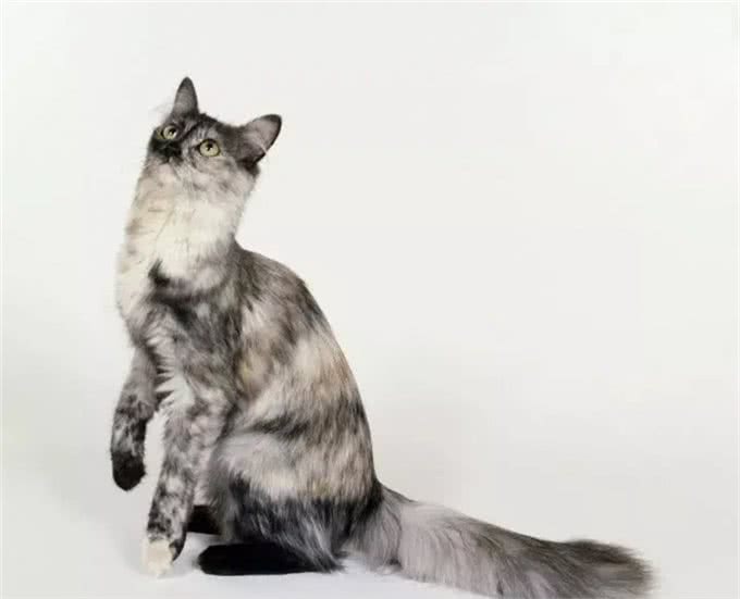猫咪品种大盘点9:土耳其安哥拉猫