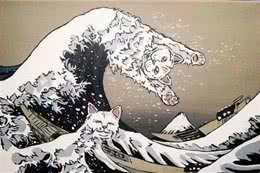 猫咪品种大盘点9:土耳其安哥拉猫