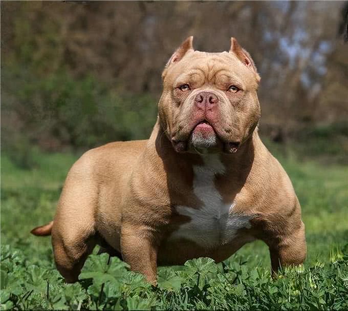 若这6种狗没系绳，马上远离，以免它发疯咬人