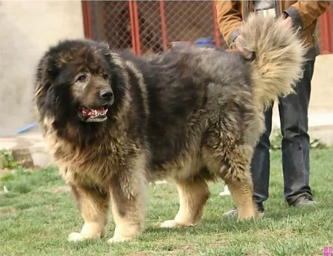 若这6种狗没系绳，马上远离，以免它发疯咬人