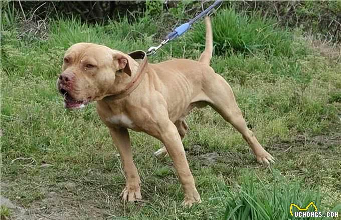 若这6种狗没系绳，马上远离，以免它发疯咬人