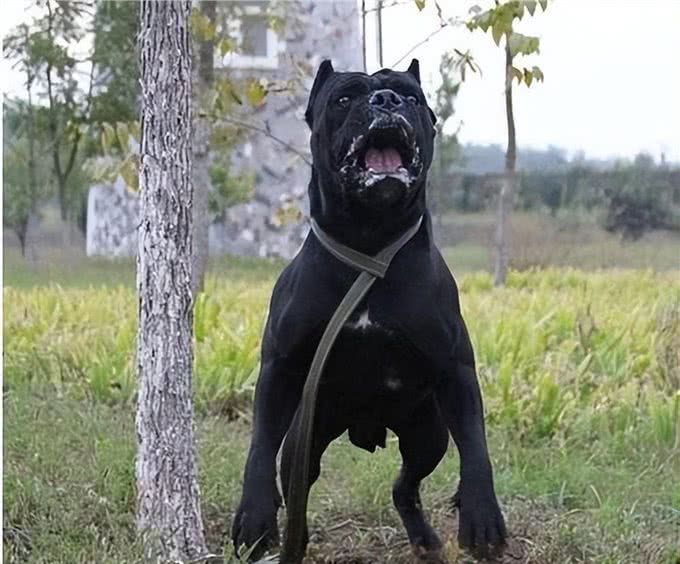 若这6种狗没系绳，马上远离，以免它发疯咬人