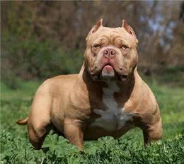 若这6种狗没系绳，马上远离，以免它发疯咬人