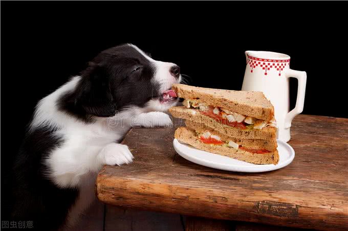 狗狗食物中毒的真实原因是什么?