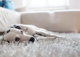 狗狗食物中毒的真实原因是什么?