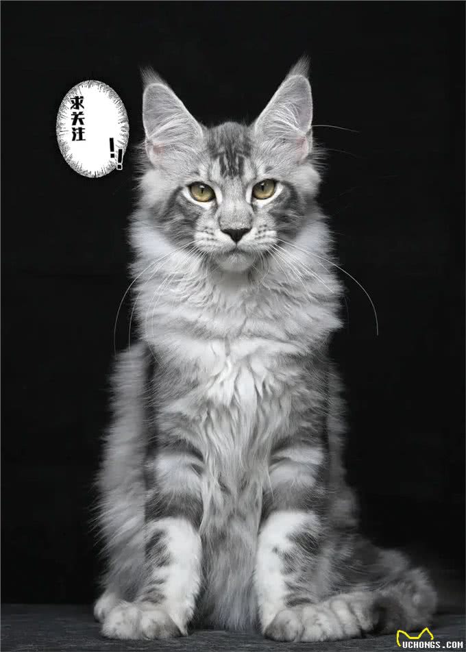 不建议新手养的几种猫