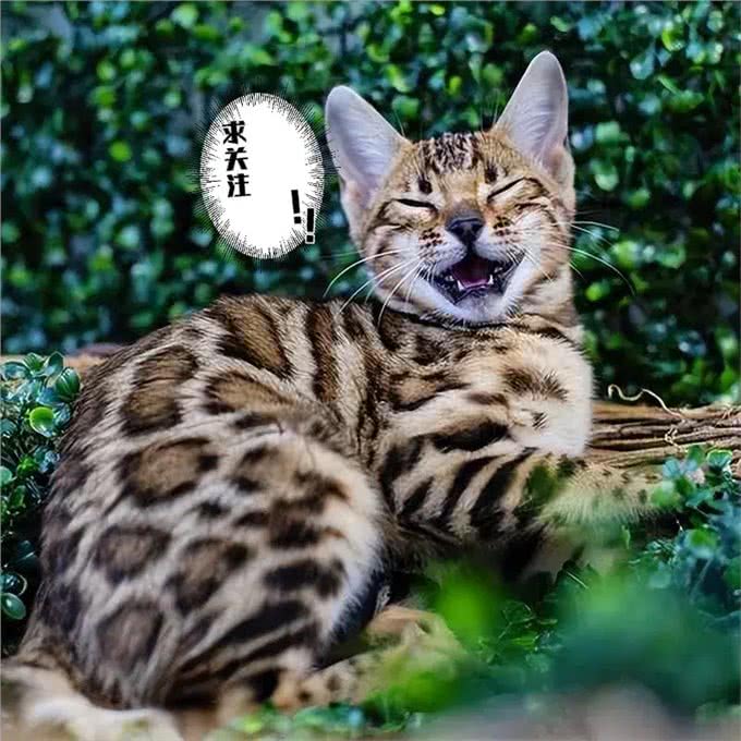 不建议新手养的几种猫