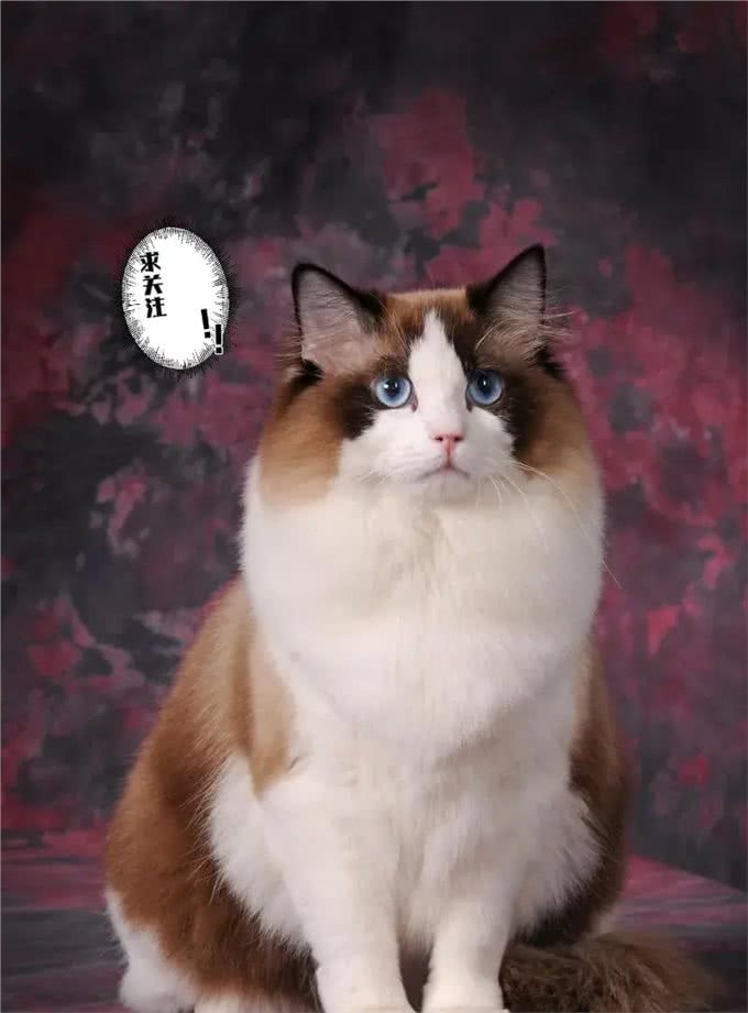 不建议新手养的几种猫