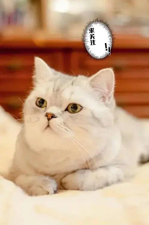 不建议新手养的几种猫