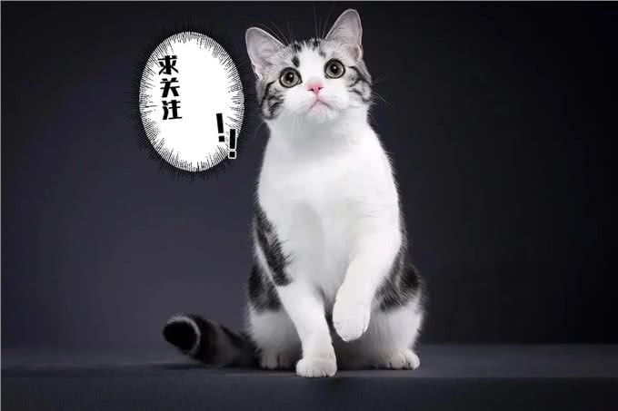 不建议新手养的几种猫
