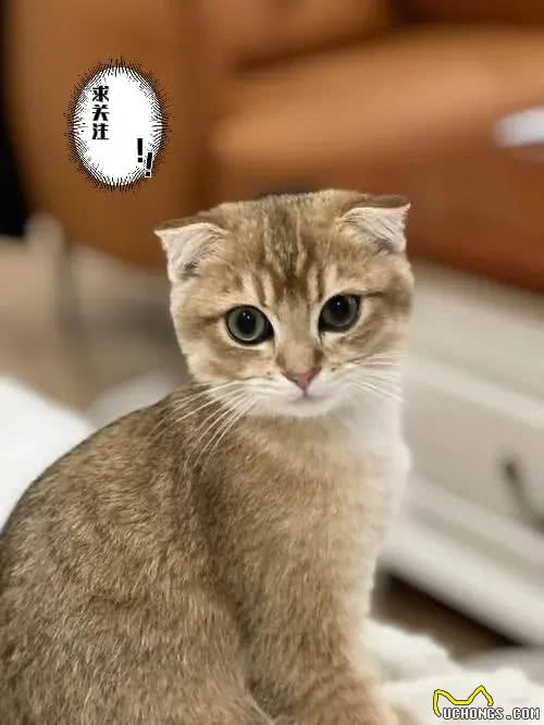 不建议新手养的几种猫