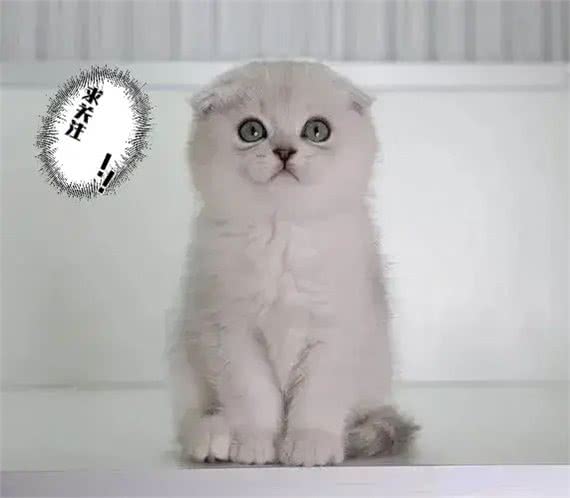 不建议新手养的几种猫