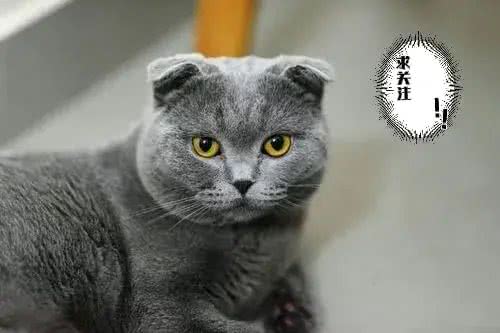 不建议新手养的几种猫