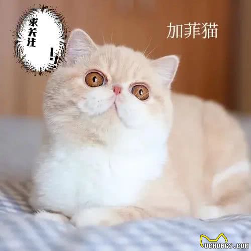 不建议新手养的几种猫