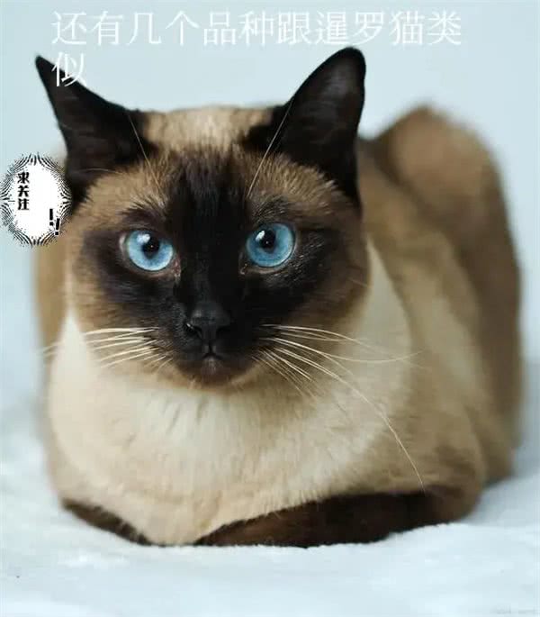 不建议新手养的几种猫