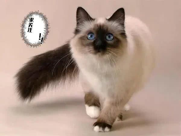 不建议新手养的几种猫