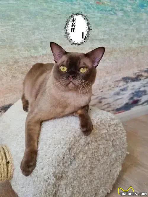 不建议新手养的几种猫