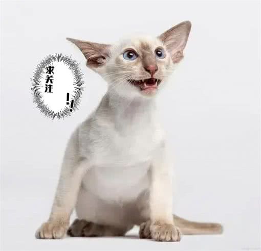 不建议新手养的几种猫