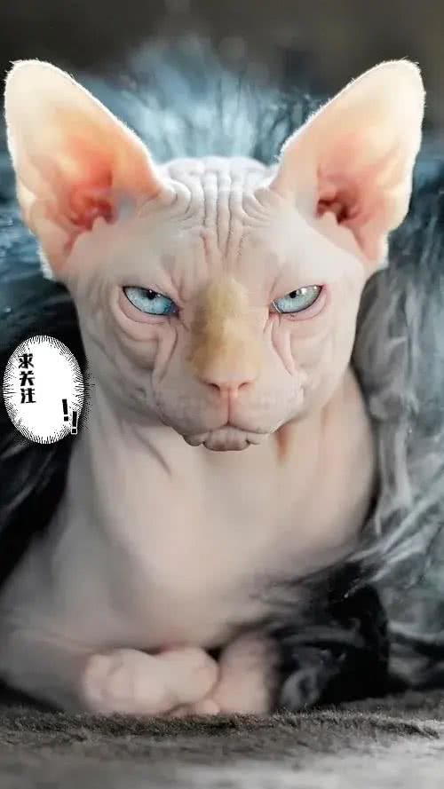 不建议新手养的几种猫