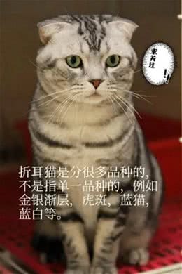 不建议新手养的几种猫