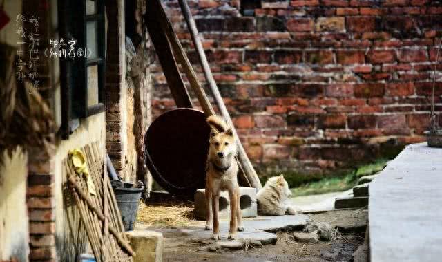 狗和狗是不一样的:富狗享福,穷狗吃糠