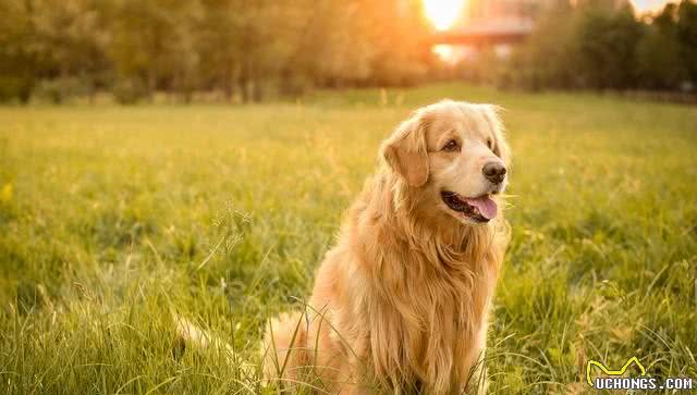 狗和狗是不一样的:富狗享福,穷狗吃糠