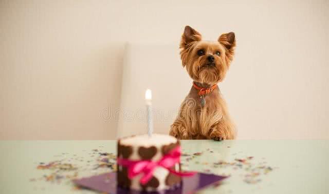 狗和狗是不一样的:富狗享福,穷狗吃糠