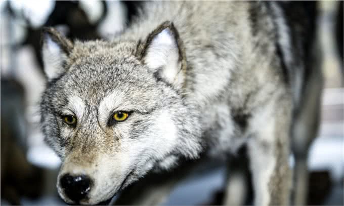 都说狼是狗的祖先，那狼是怎么一步步变成狗呢?