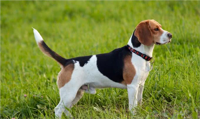 都说狼是狗的祖先，那狼是怎么一步步变成狗呢?