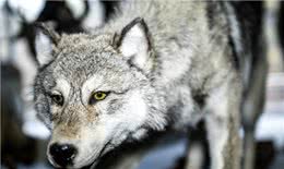 都说狼是狗的祖先，那狼是怎么一步步变成狗呢?