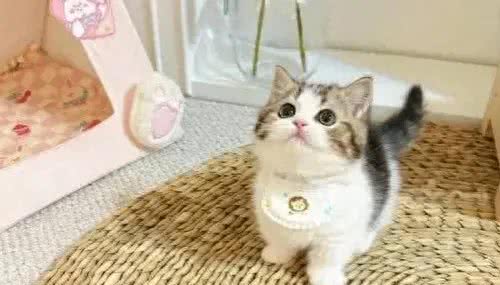 嫌我说话声音大是吗?你不知道对狗就是用喊的吗?