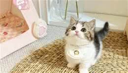 嫌我说话声音大是吗?你不知道对狗就是用喊的吗?