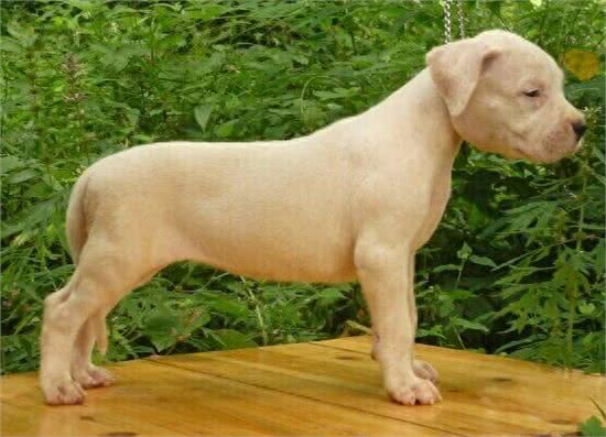 狗中贵族—德国波音达犬