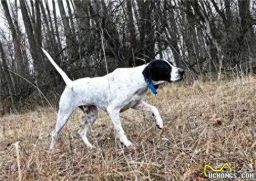 狗中贵族—德国波音达犬