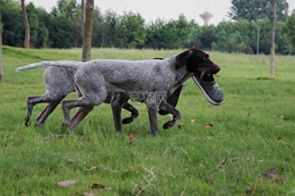 狗中贵族—德国波音达犬